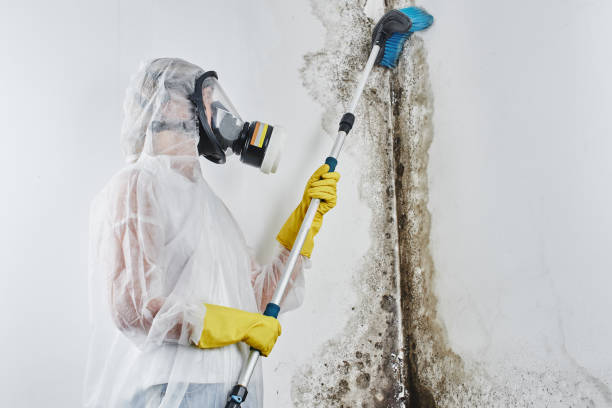 Home Mold Removal in Englewood, NJ