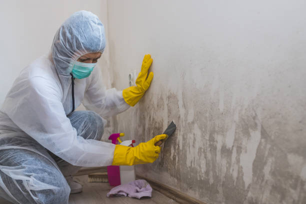 Best Commercial Mold Removal  in Englewood, NJ