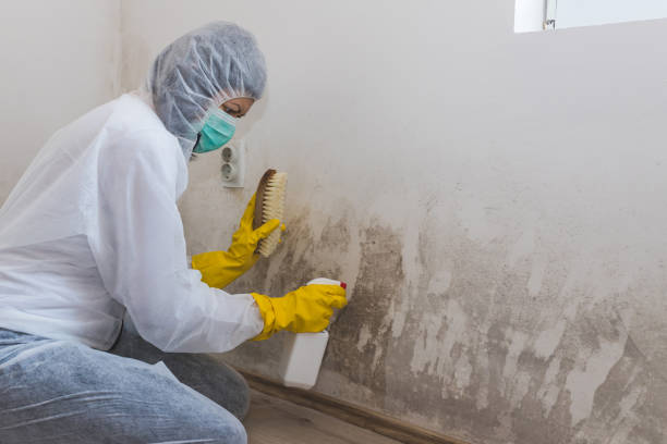 Best Local Mold Removal Service  in Englewood, NJ
