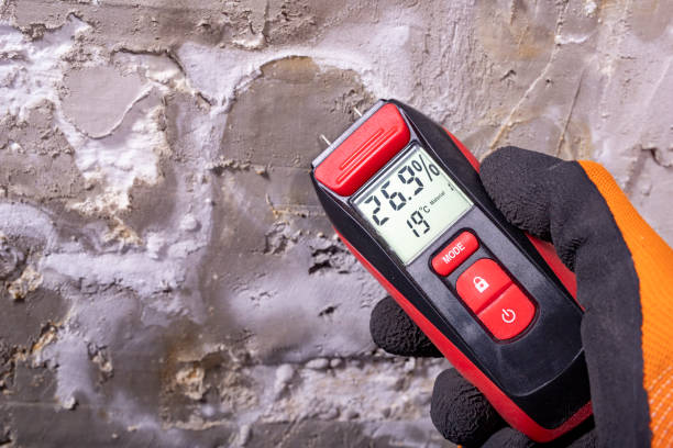 Best Fast Mold Removal  in Englewood, NJ