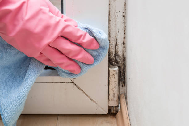 Best Crawl Space Mold Removal  in Englewood, NJ